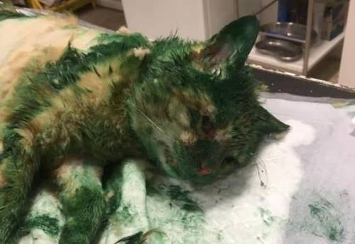 Gatto coperto di vernice verde da ignoti, veterinari lo salvano